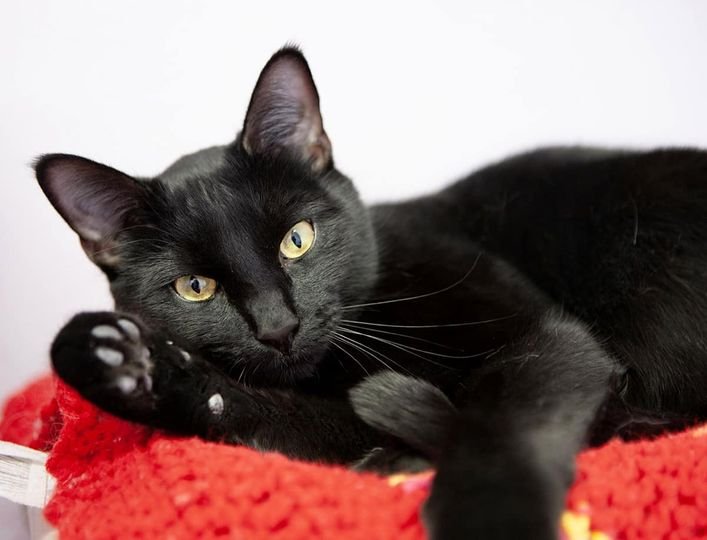 adoptable Cat in Denver, CO named Onyx