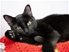 adoptable Cat in denver, CO named Onyx