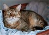 adoptable Cat in denver, CO named Zeus