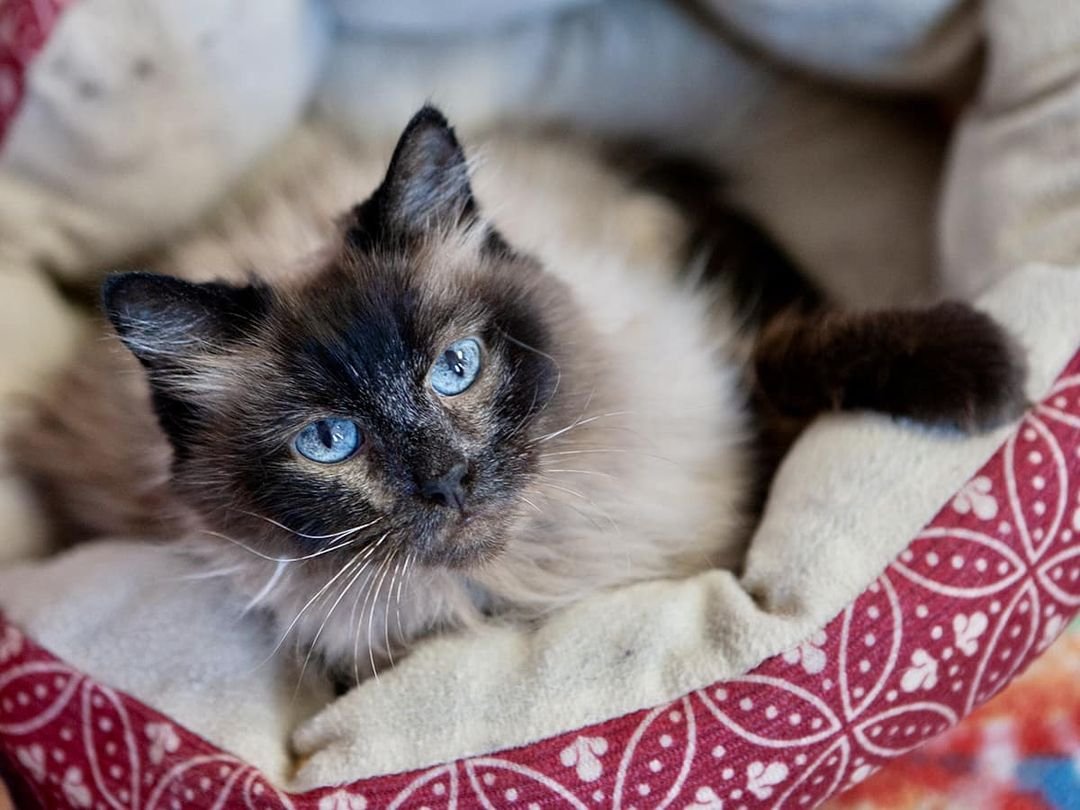 adoptable Cat in Denver, CO named Karina