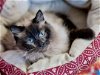 adoptable Cat in denver, CO named Karina