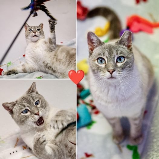 adoptable Cat in Denver, CO named Suika (FeLV)