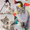 adoptable Cat in denver, CO named Suika (FeLV)