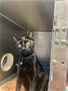 adoptable Cat in , CO named Maxie