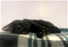 adoptable Cat in denver, CO named Noir