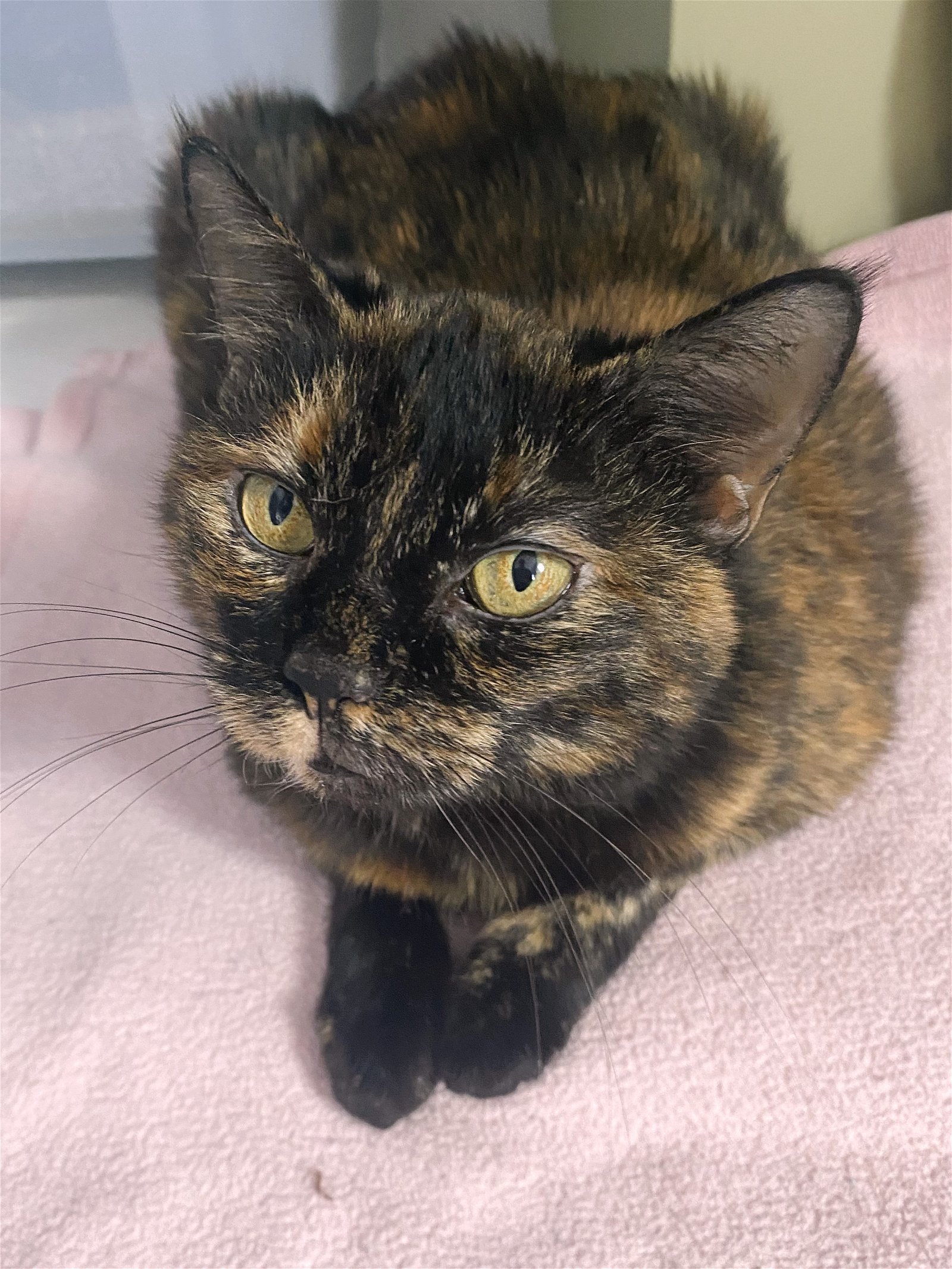 adoptable Cat in Denver, CO named Millie