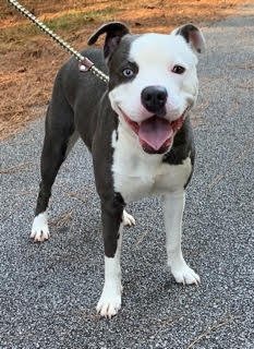 adoptable Dog in Holly Hill, SC named Cierra-12 months