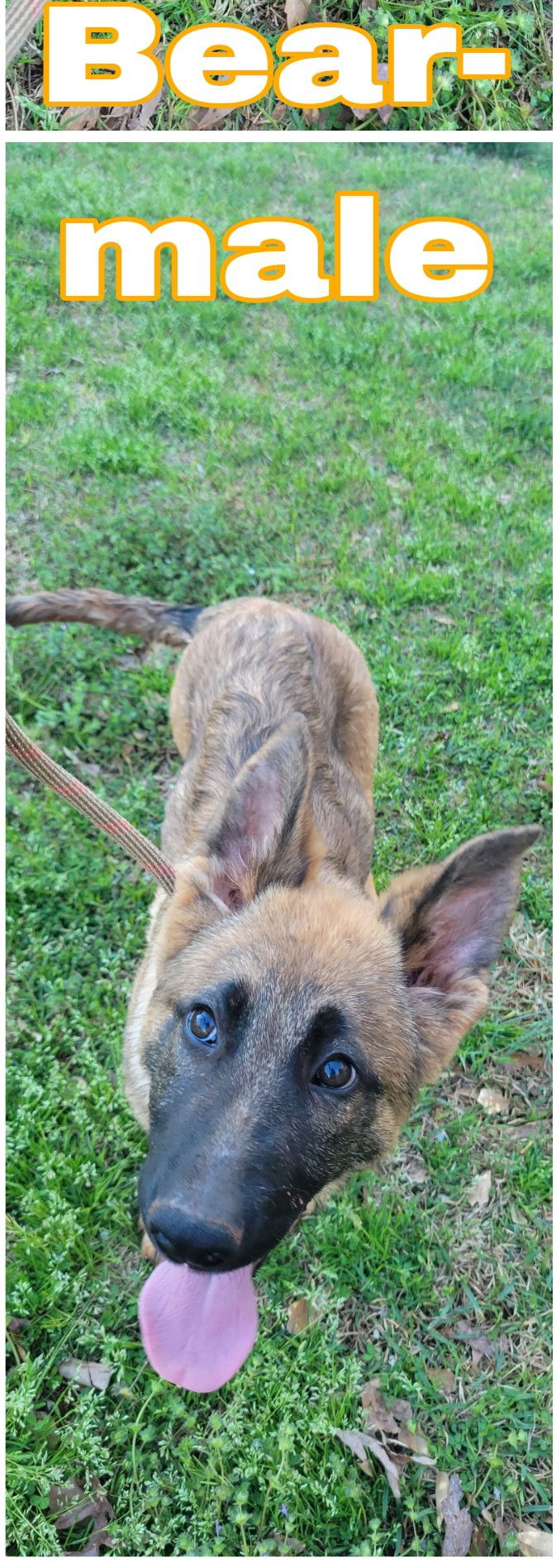 dog-for-adoption-bear-5-months-neuter-contract-required-a-german