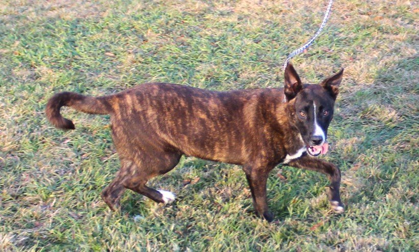 Morticia - Happiest dog alive Playful Fully Vetted