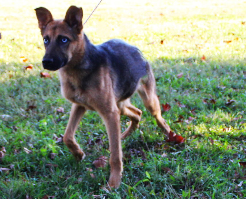 New beginnings sale german shepherd rescue