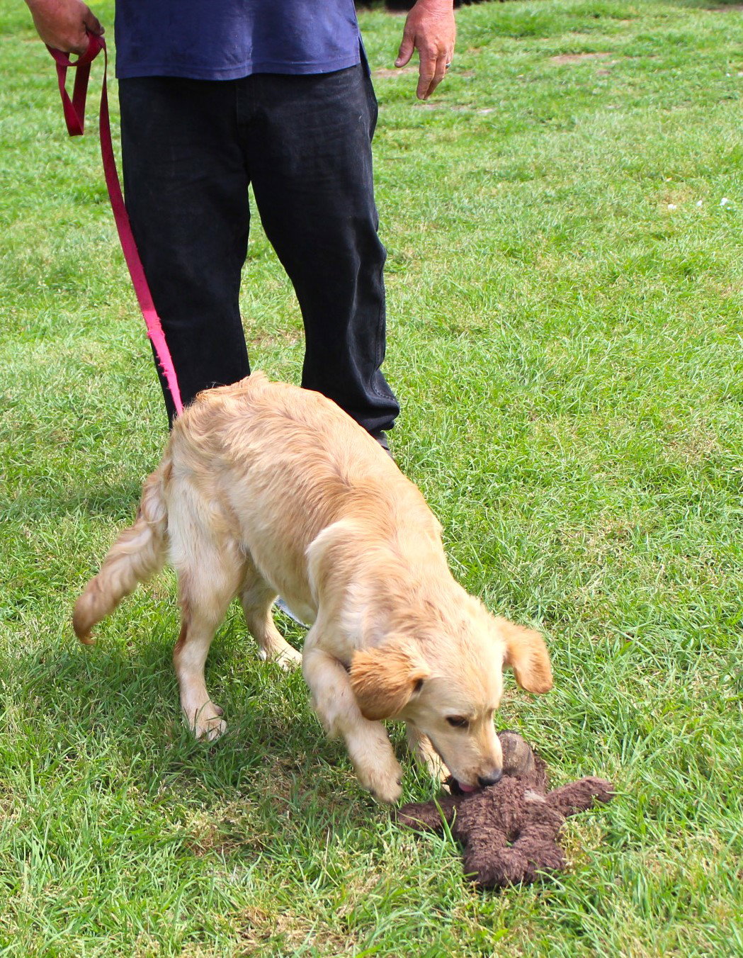 Dog for Adoption Justice6months/Neuter Contract Required 675, a