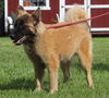 adoptable Dog in , SC named Stryker-14wks-Neuter Contract Required $425