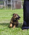 adoptable Dog in  named Arrys-12 wks-Spay Contract Required $425