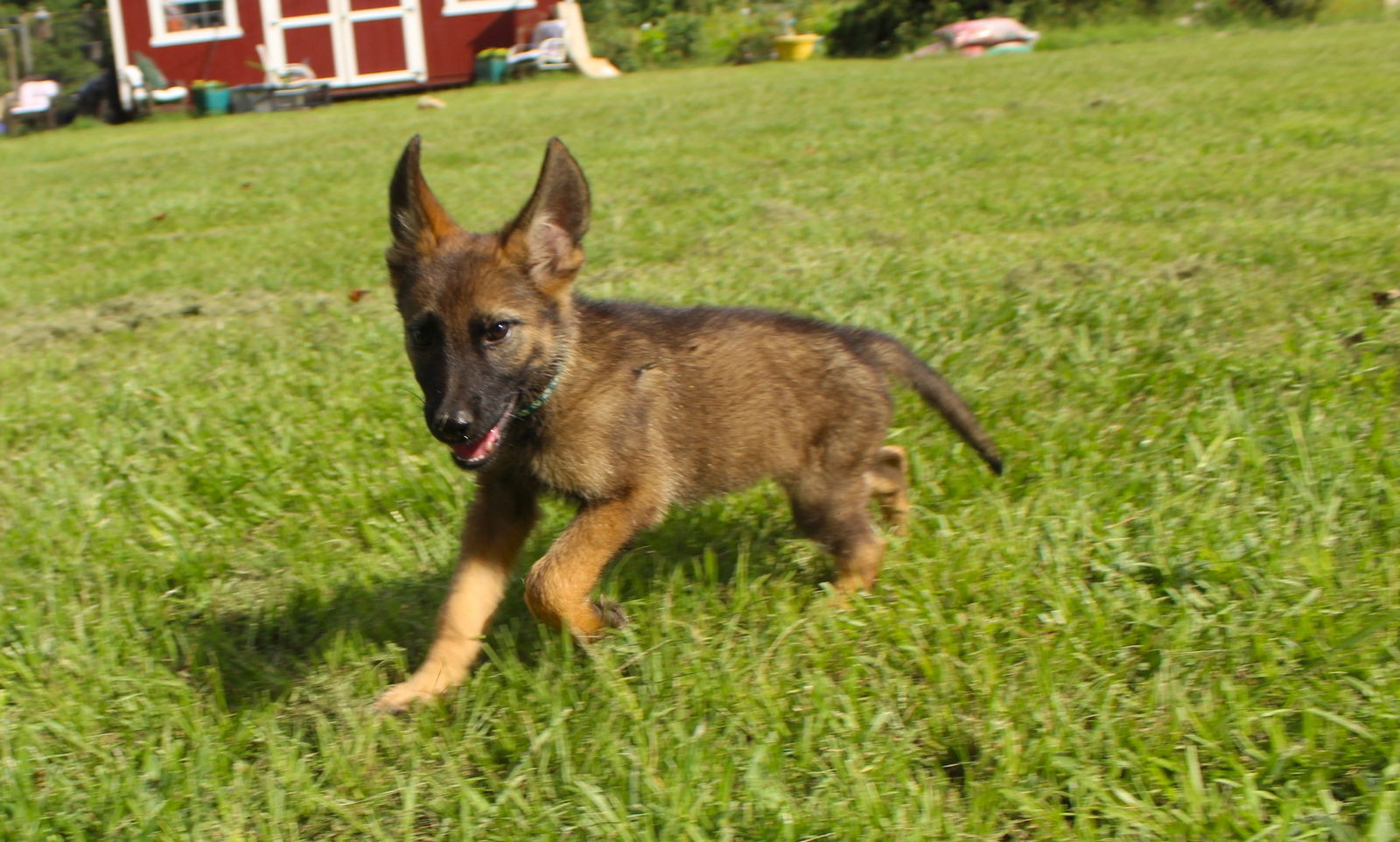 adoptable Dog in Holly Hill, SC named Evers-12wks-Spay Contract Required $425