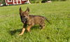 adoptable Dog in  named Evers-12wks-Spay Contract Required $425