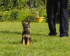 adoptable Dog in  named Cynnya-12wks-Spay Contract Required $425