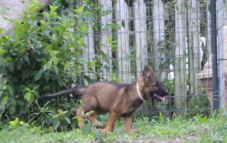 adoptable Dog in Holly Hill, SC named Amore'-10/12 weeks-Spay Contract Required $425