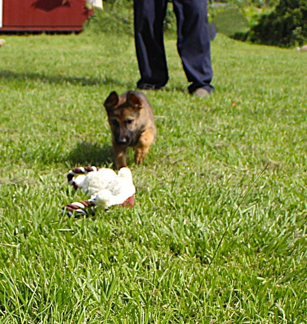adoptable Dog in Holly Hill, SC named Nico-10/12 wks. Neuter Contract Required $425
