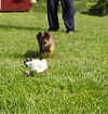 adoptable Dog in  named Nico-10/12 wks. Neuter Contract Required $425