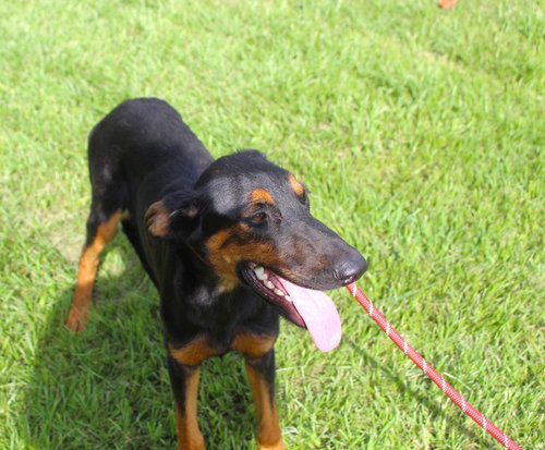 picture of the dog needing adoption
