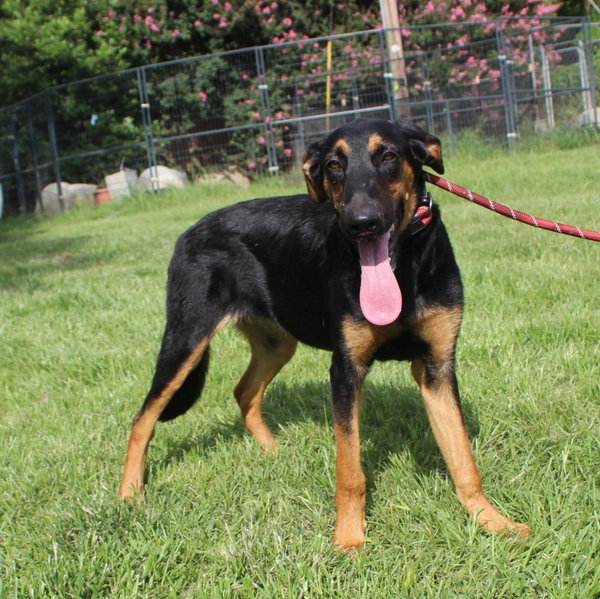 Lexxy-6months Spay Contract Required $150