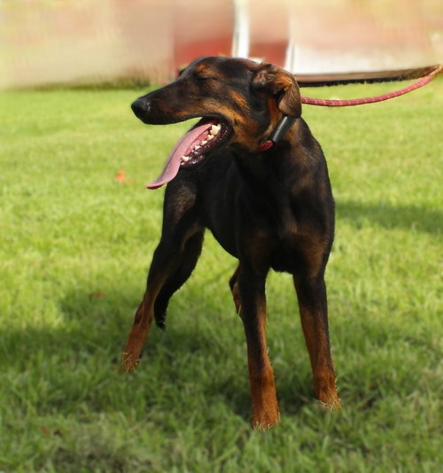 picture of the dog needing adoption