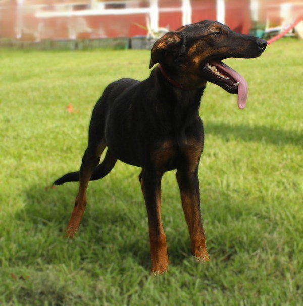 Lyric-6months Spay Contract Required $150