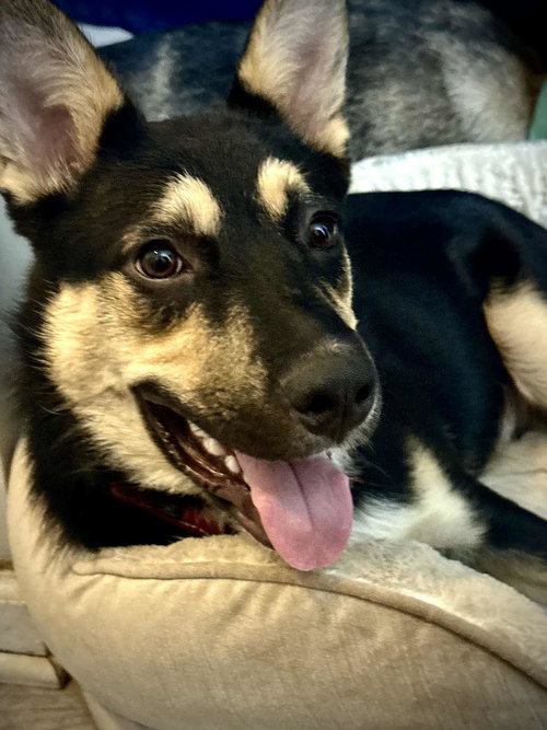 picture of the dog needing adoption