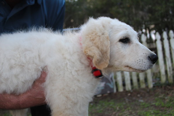Kastle-15wk-LovingSmartNeuterContractRequ. $650
