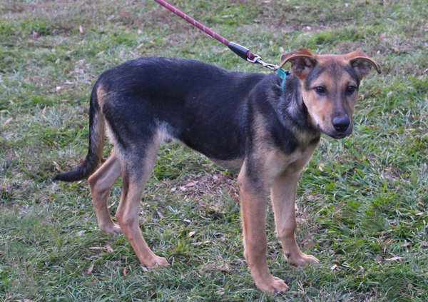 Ranger-5month SWEETBOY Neuter Contract Required$75