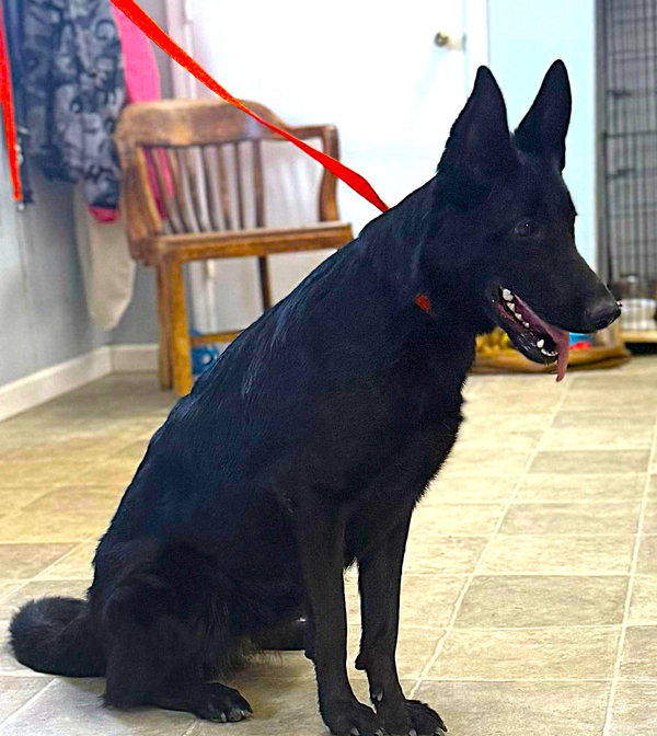 Pepper-12mnths Sweet Girl! Housetrained $425