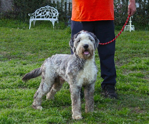 picture of the dog needing adoption