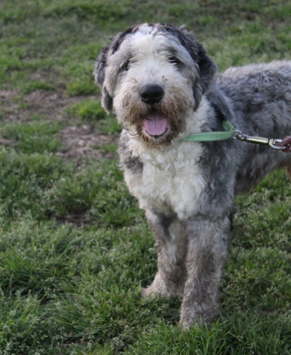 Aboo-Fully Vetted Aussie/Poodle Doodle $575