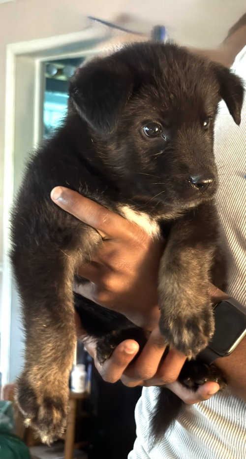 PENDING Anthony 12wks-NeuterContractRequired $250, an adoptable German Shepherd Dog in Holly Hill, SC