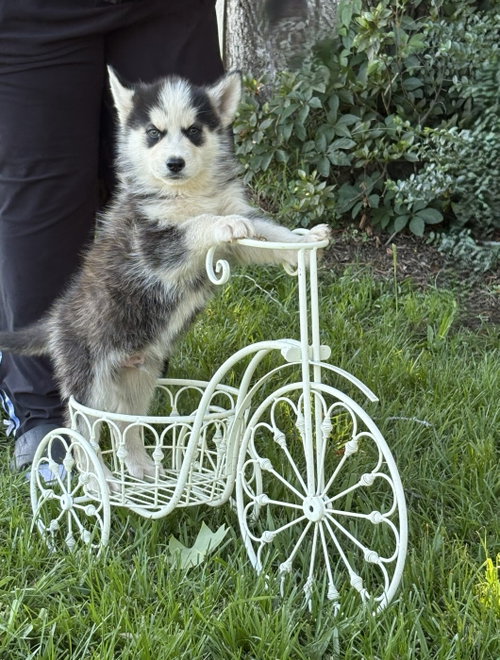 KODA -12 wks-Neuter Contract Required $525, an adoptable Husky in Holly Hill, SC