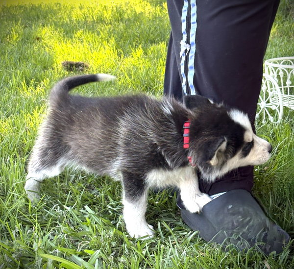 KODA -12 wks-Neuter Contract Required $525