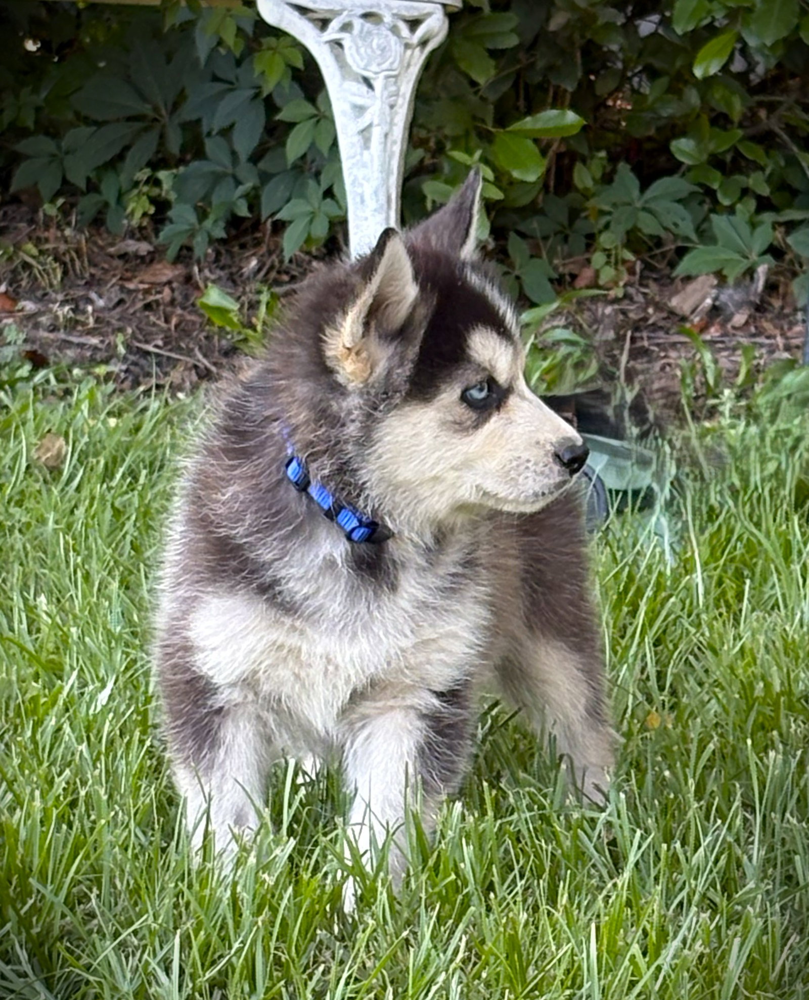 Echo-12 wks-Neuter Contract Required-$525