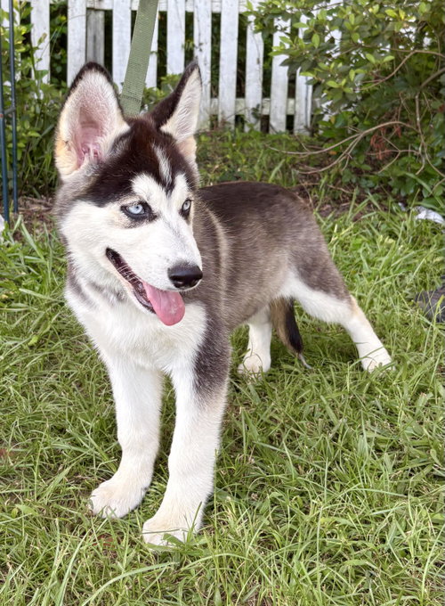Echo-14 wks-Neuter Contract Required-$425