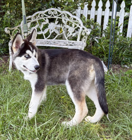 Echo-14 Wks-Neuter Contract Required-$425 photo 3