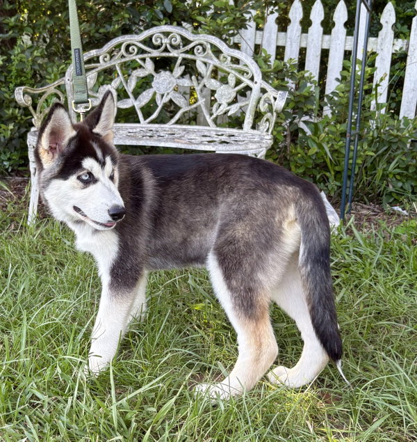 Echo-14 wks-Neuter Contract Required-$425
