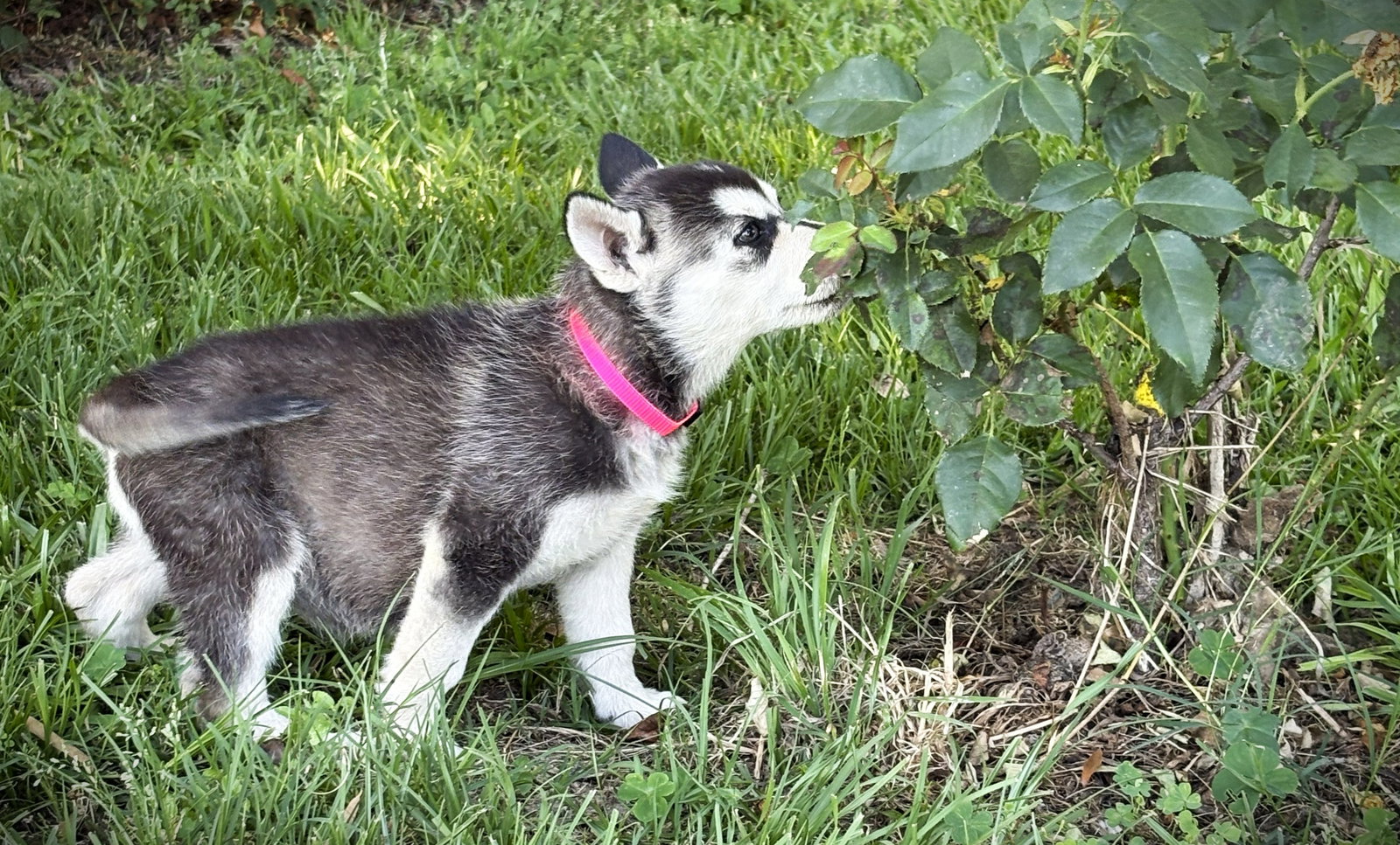 AURORA-12wks-Spay Contract Required $525