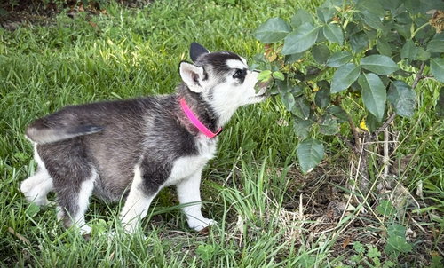 AURORA-12wks-Spay Contract Required $525, an adoptable Husky in Holly Hill, SC