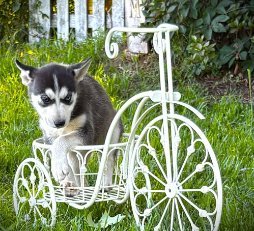 SKYE-12wks-Spay Contract Required $525, an adoptable Husky in Holly Hill, SC