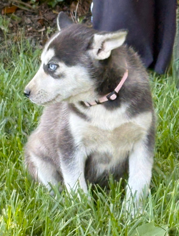 SKYE-12wks-Spay Contract Required $525