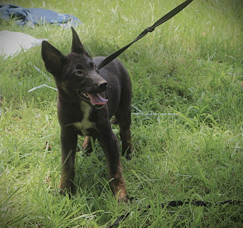 Jazz-12 Wks-Spay Contract Required $425 photo 2