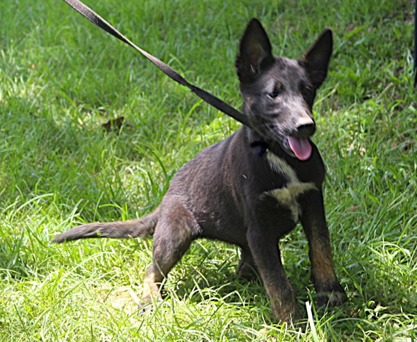 Jazz-12 wks-Spay Contract Required $425