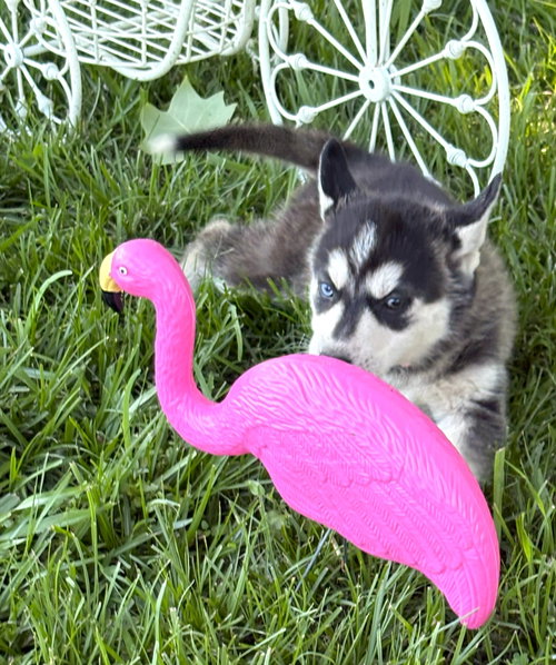 Breeze-12wks-Spay Contract Required-$525, an adoptable Husky in Holly Hill, SC