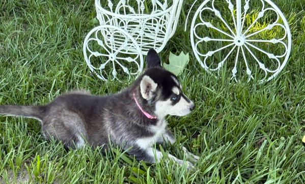 Breeze-12wks-Spay Contract Required-$525
