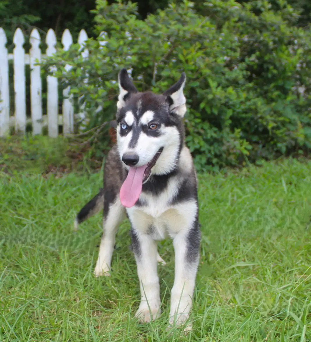 Breeze-Wks-Spay Contract Required- - Husky
