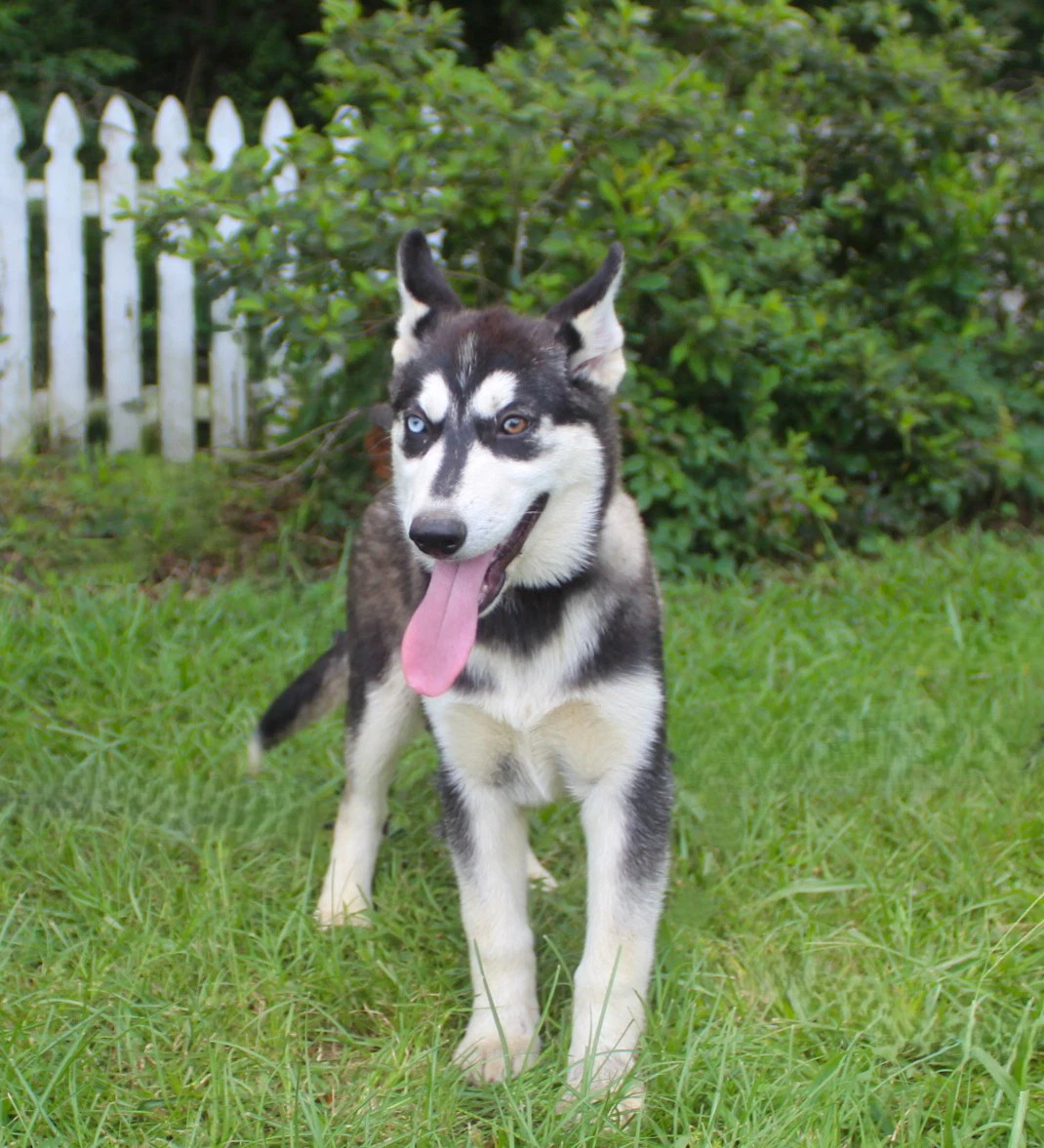 Breeze-Wks-Spay Contract Required-